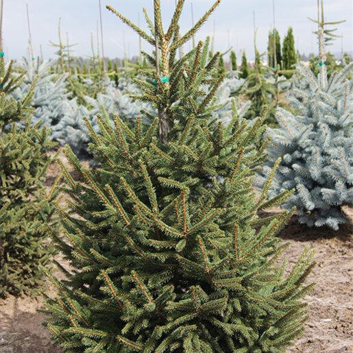 Picea Orientalis 'gowdy' - View 26 from www redcrocus com