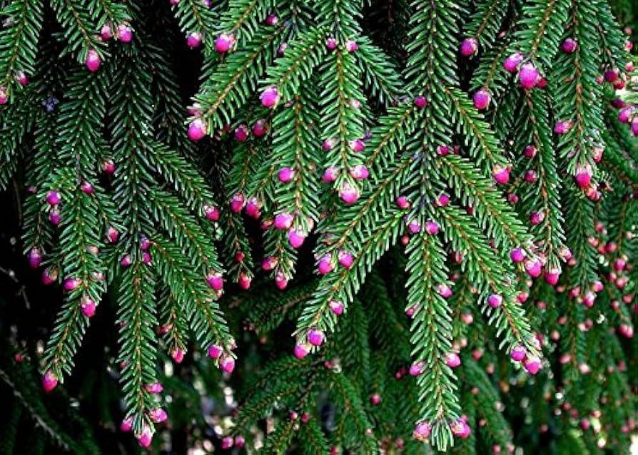 Picea Orientalis 'gowdy' - View 33 from www redcrocus com