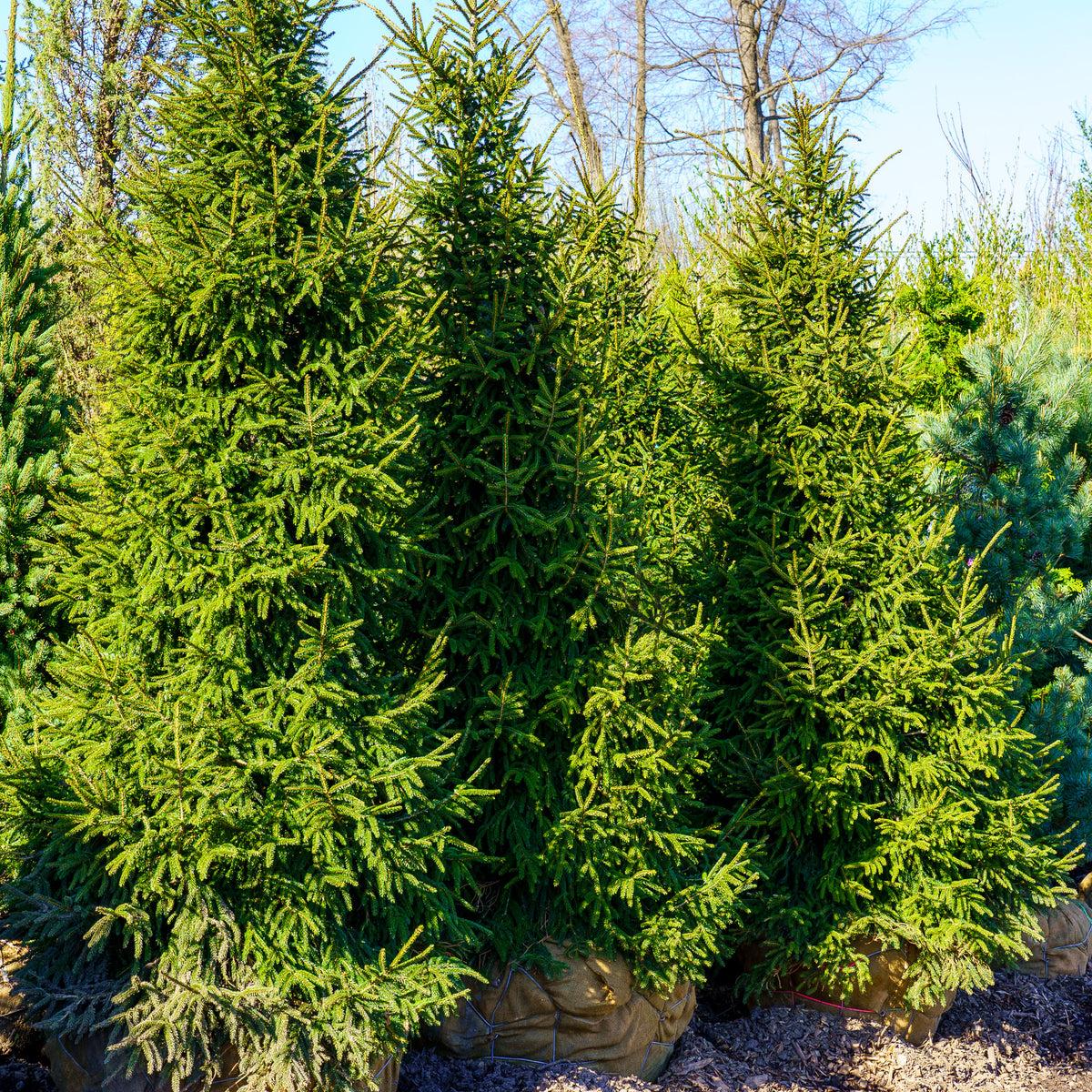 Picea Orientalis 'gowdy' - View 34 from www redcrocus com