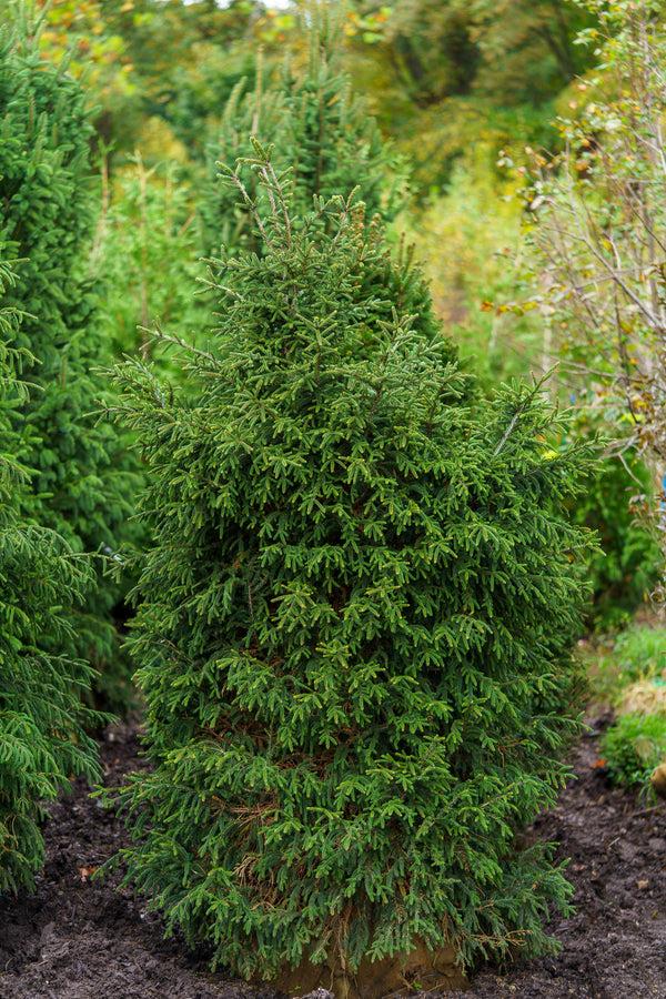 Picea Orientalis 'gowdy' - View 5 from www redcrocus com