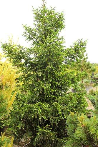 Picea Orientalis 'gowdy' - View 8 from www redcrocus com