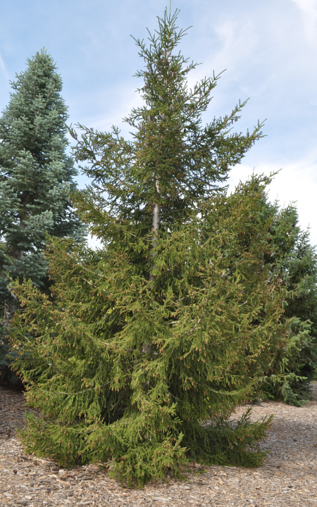 Picea Orientalis 'gowdy' - View 9 from www redcrocus com