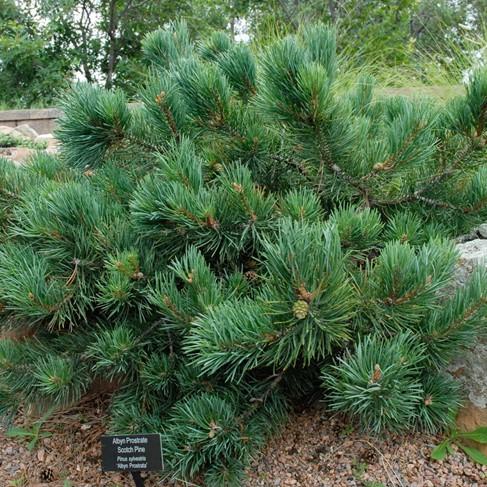 Pinus Sylvestris 'albyn's' - View 10 from www redcrocus com