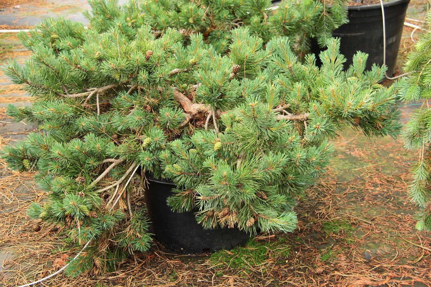 Pinus Sylvestris 'albyn's' - View 15 from www redcrocus com