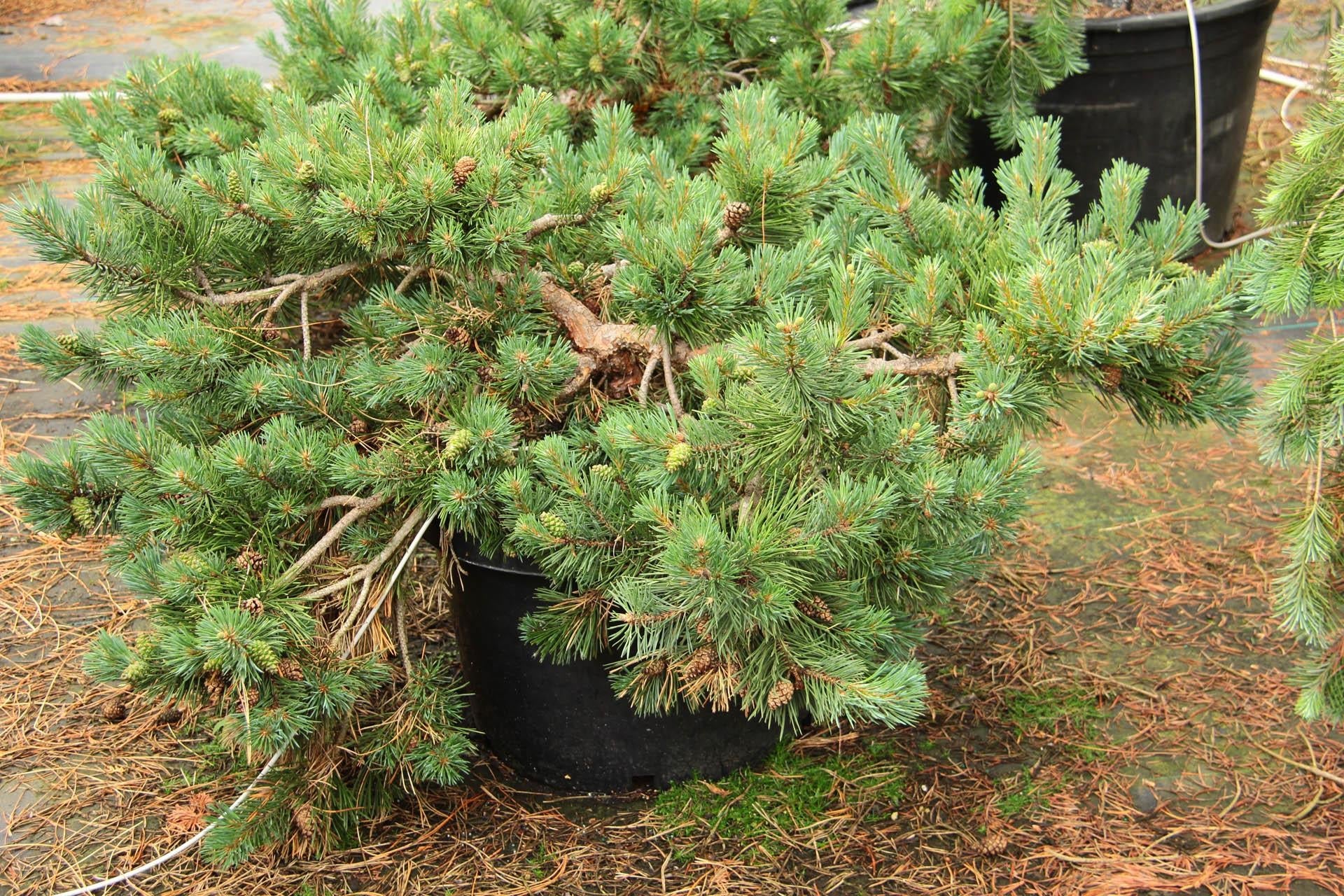 Pinus Sylvestris 'albyn's' - View 15 from www redcrocus com
