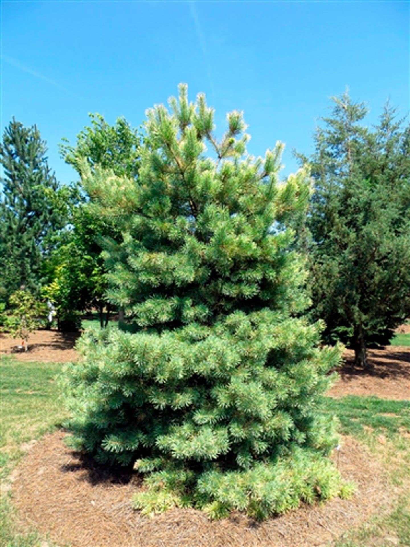 Pinus Sylvestris 'albyn's' - View 16 from www redcrocus com