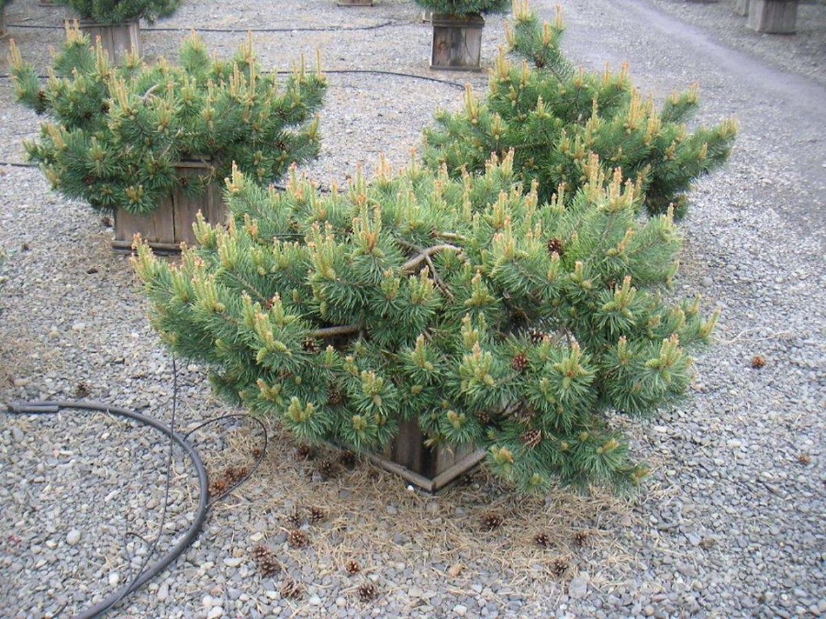 Pinus Sylvestris 'albyn's' - View 17 from www redcrocus com
