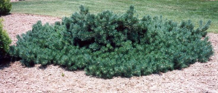 Pinus Sylvestris 'albyn's' - View 18 from www redcrocus com