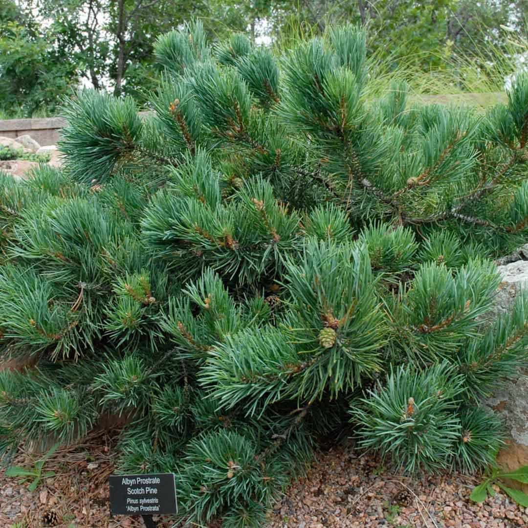 Pinus Sylvestris 'albyn's' - View 20 from www redcrocus com