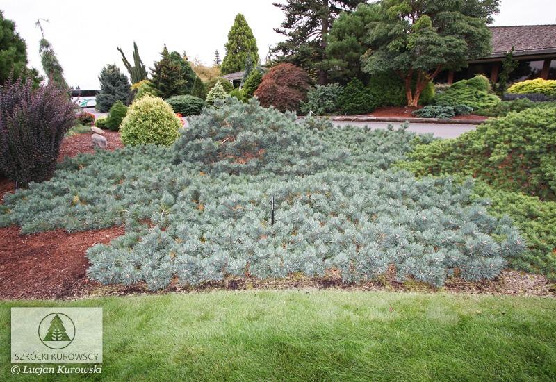 Pinus Sylvestris 'albyn's' - View 22 from www redcrocus com