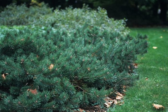 Pinus Sylvestris 'albyn's' - View 24 from www redcrocus com