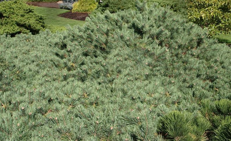 Pinus Sylvestris 'albyn's' - View 25 from www redcrocus com