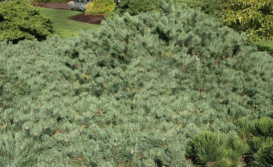 Pinus Sylvestris 'albyn's' - View 25 from www redcrocus com