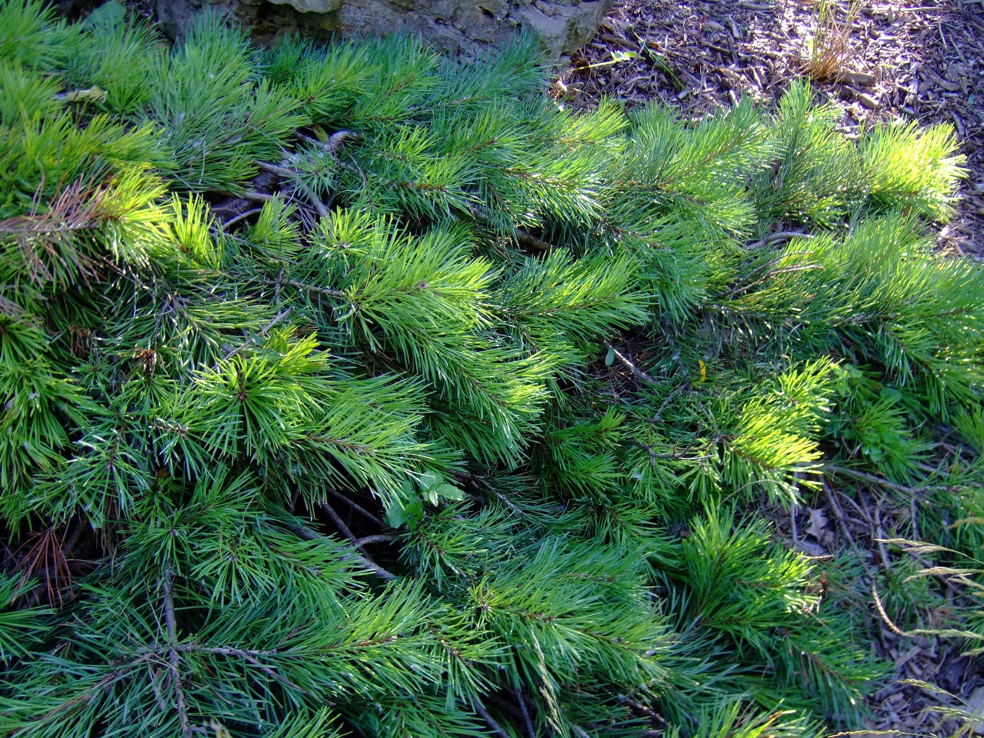 Pinus Sylvestris 'albyn's' - View 27 from www redcrocus com