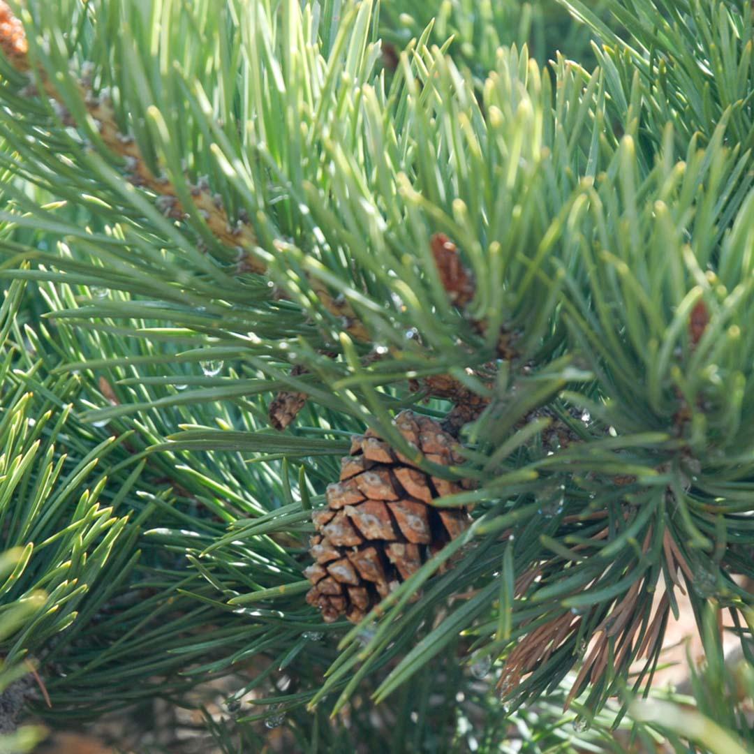 Pinus Sylvestris 'albyn's' - View 32 from www redcrocus com