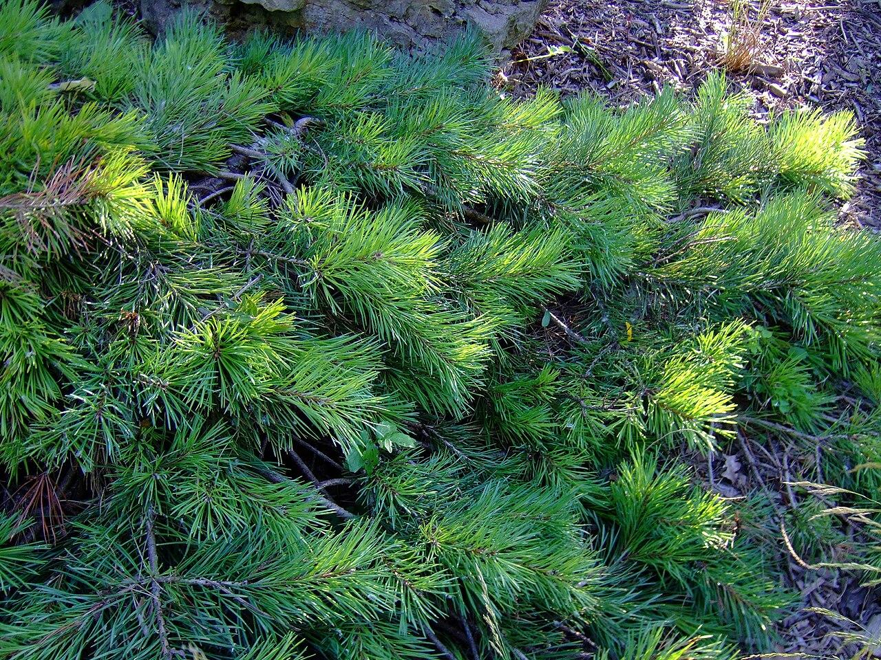 Pinus Sylvestris 'albyn's' - View 34 from www redcrocus com