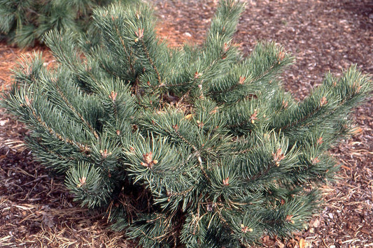 Pinus Sylvestris 'albyn's' - View 3 from www redcrocus com