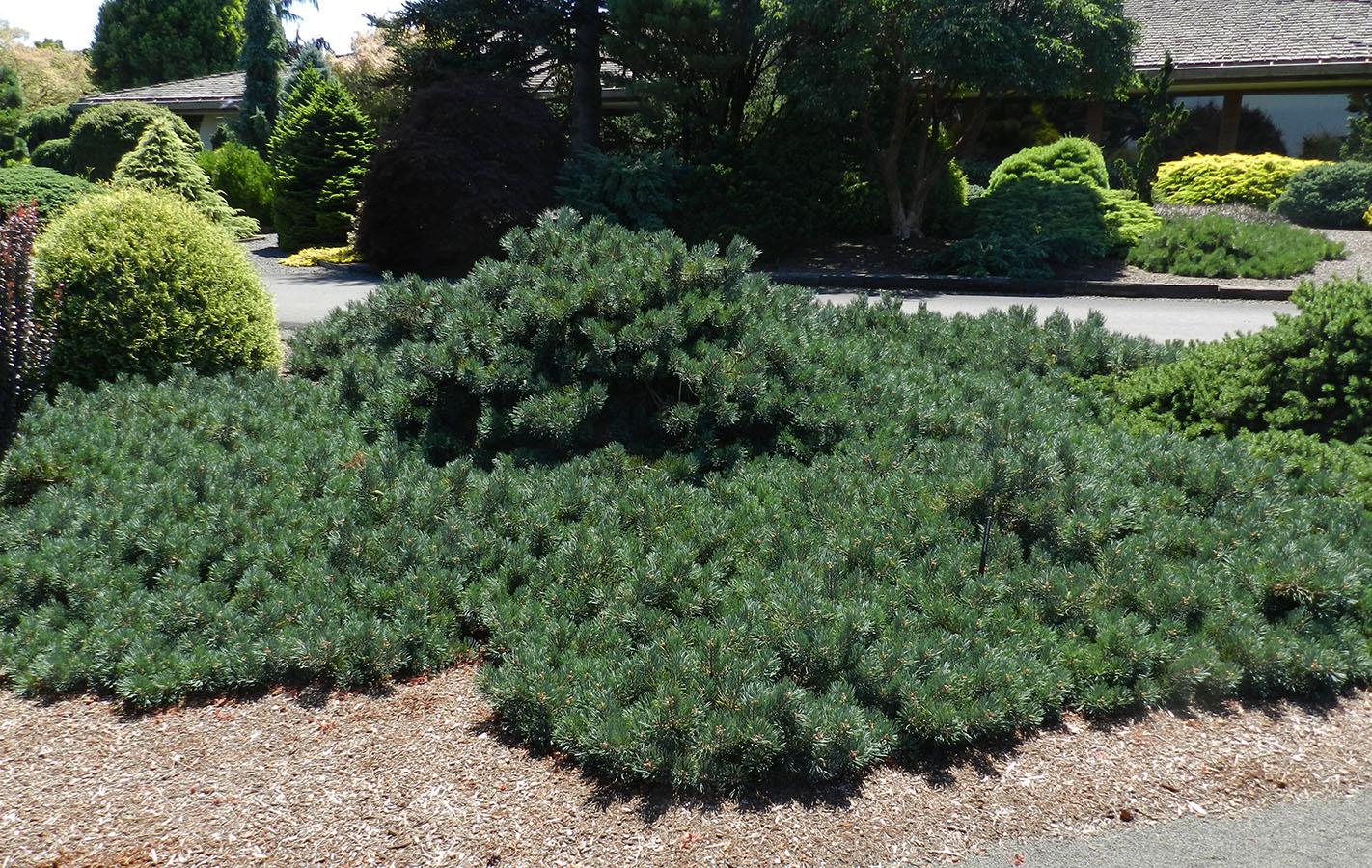 Pinus Sylvestris 'albyn's' - View 5 from www redcrocus com