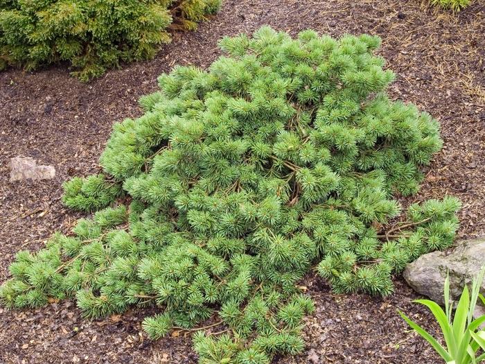 Pinus Sylvestris 'albyn's' - View 6 from www redcrocus com