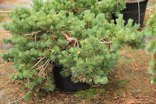 Pinus Sylvestris 'albyn's' - View 8 from www redcrocus com