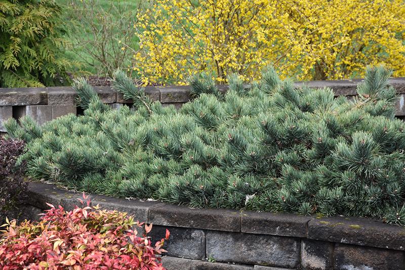 Pinus Sylvestris 'albyn's' - View 9 from www redcrocus com