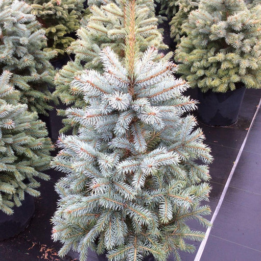 Picea Pungens Glauca Baby Blue - View 10 from www redcrocus com