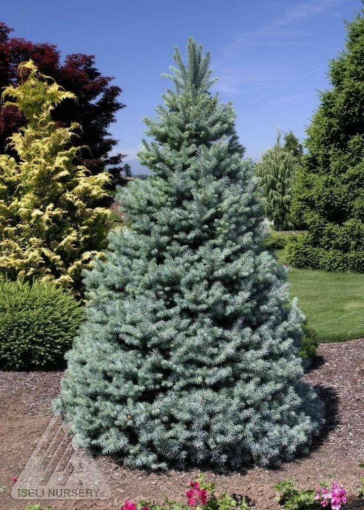 Picea Pungens Glauca Baby Blue - View 19 from www redcrocus com