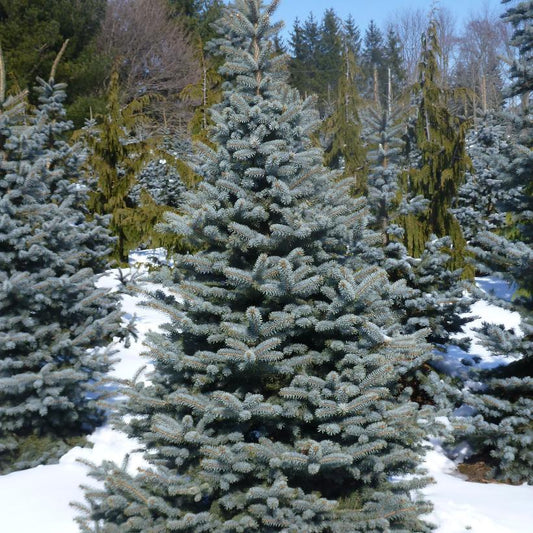 Picea Pungens Glauca Baby Blue - View 1 from www redcrocus com
