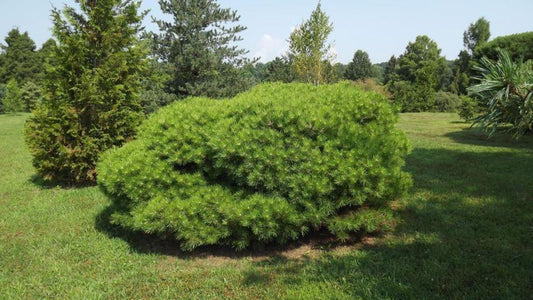 Pinus Densiflora 'vibrant' - View 1 from www redcrocus com