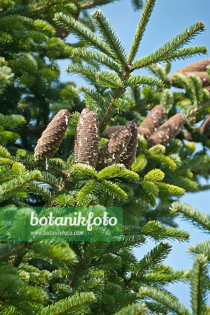 Abies Nordmanniana 'tortifolia' - View 10 from www redcrocus com