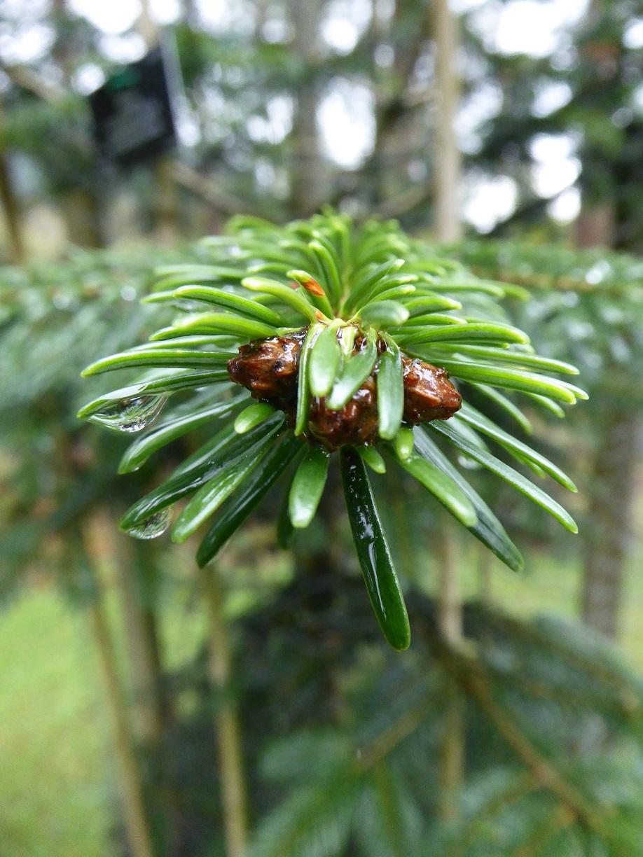 Abies Nordmanniana 'tortifolia' - View 12 from www redcrocus com