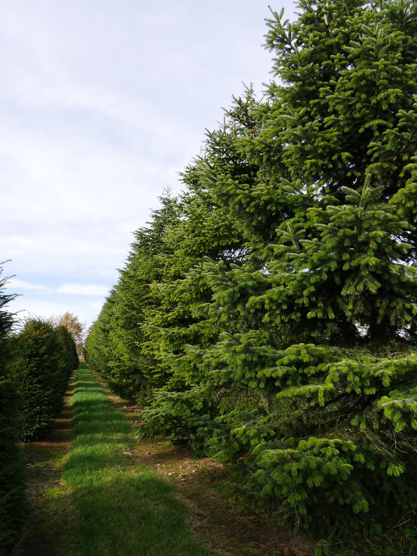 Abies Nordmanniana 'tortifolia' - View 13 from www redcrocus com