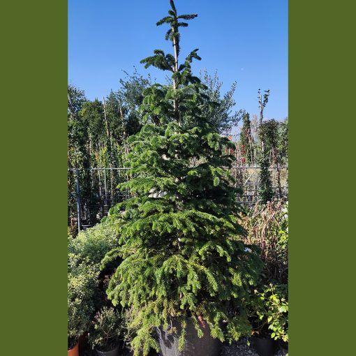Abies Nordmanniana 'tortifolia' - View 14 from www redcrocus com