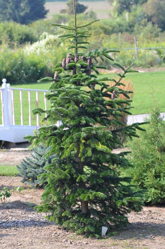 Abies Nordmanniana 'tortifolia' - View 15 from www redcrocus com