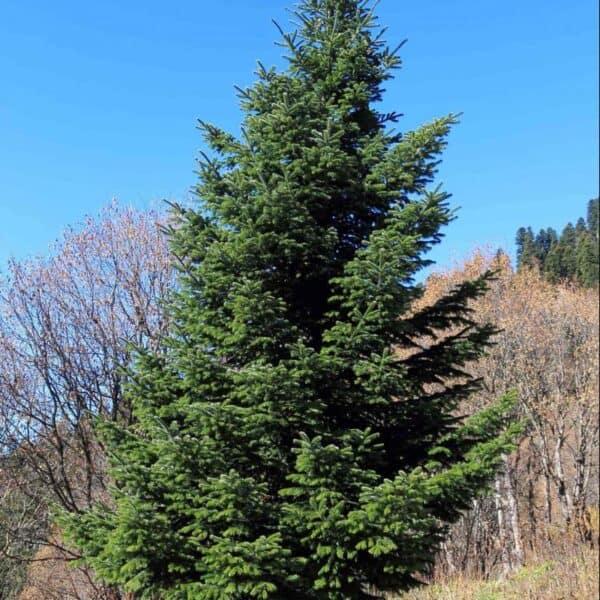Abies Nordmanniana 'tortifolia' - View 16 from www redcrocus com