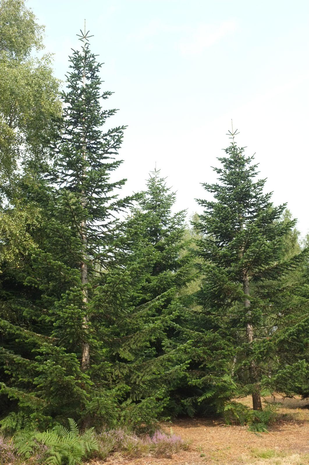 Abies Nordmanniana 'tortifolia' - View 17 from www redcrocus com