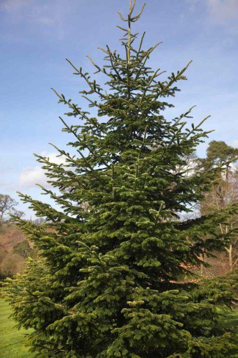 Abies Nordmanniana 'tortifolia' - View 19 from www redcrocus com