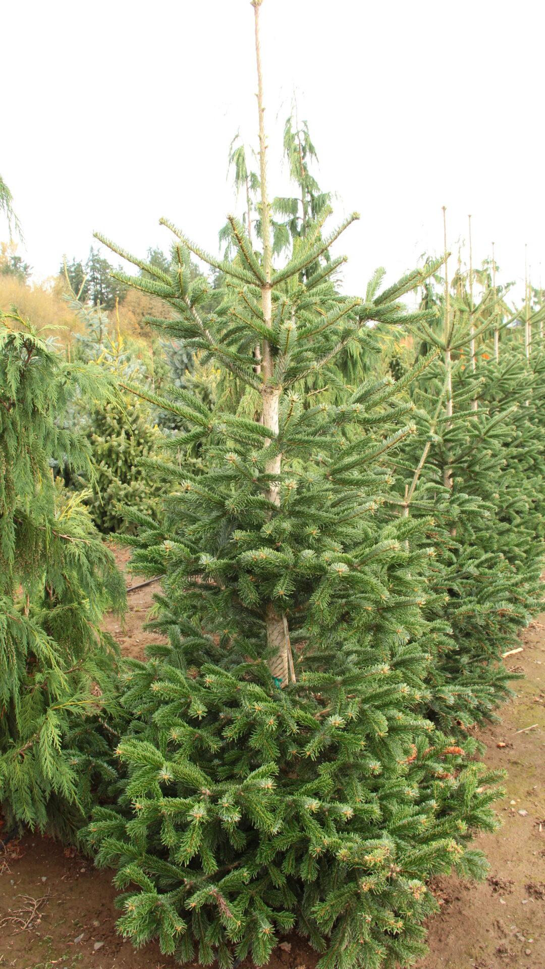 Abies Nordmanniana 'tortifolia' - View 1 from www redcrocus com
