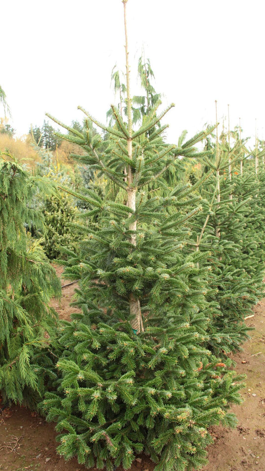Abies Nordmanniana 'tortifolia' - View 1 from www redcrocus com