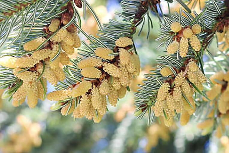 Abies Nordmanniana 'tortifolia' - View 21 from www redcrocus com