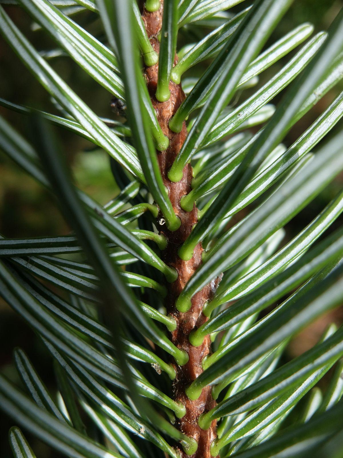 Abies Nordmanniana 'tortifolia' - View 22 from www redcrocus com