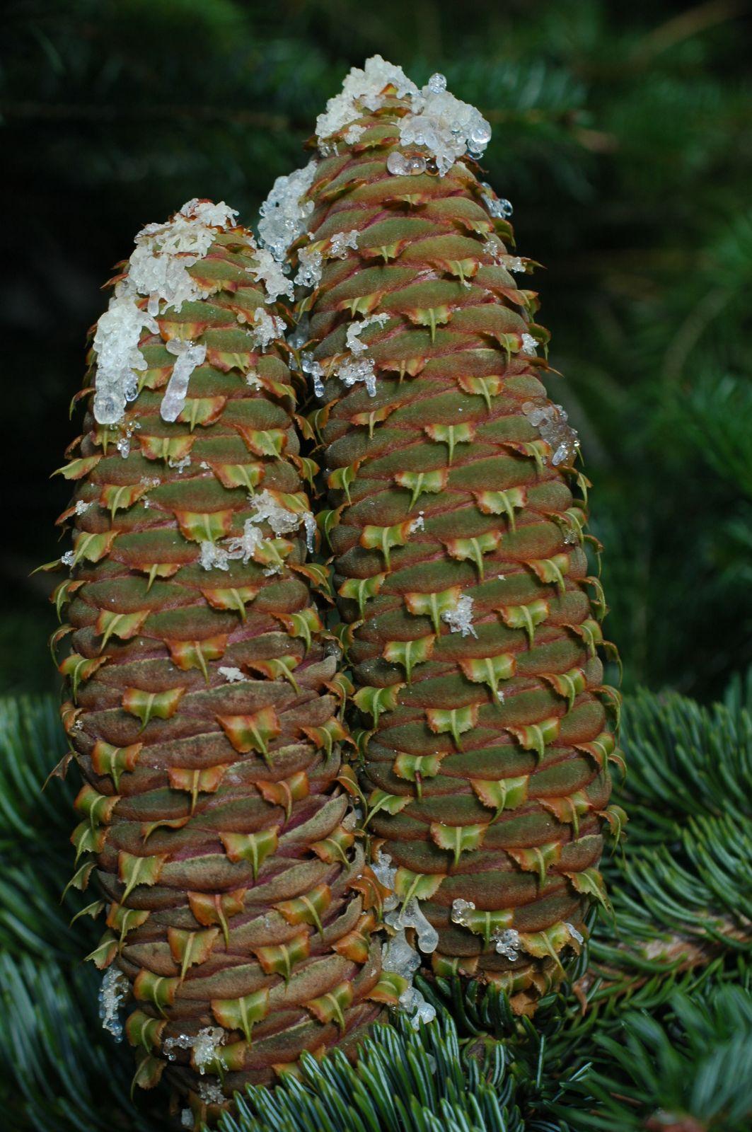 Abies Nordmanniana 'tortifolia' - View 23 from www redcrocus com