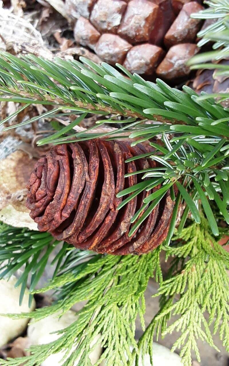 Abies Nordmanniana 'tortifolia' - View 24 from www redcrocus com