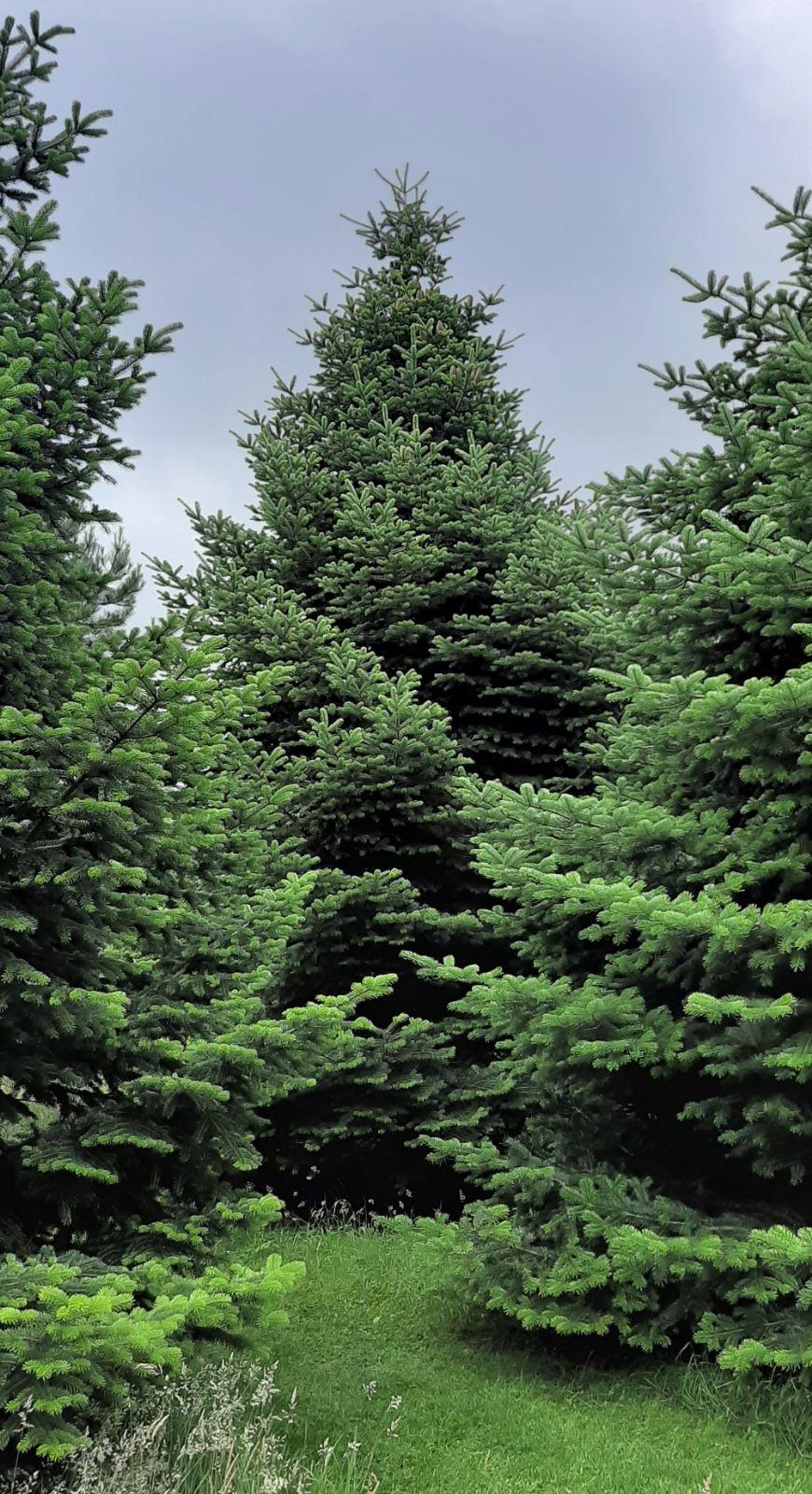 Abies Nordmanniana 'tortifolia' - View 25 from www redcrocus com