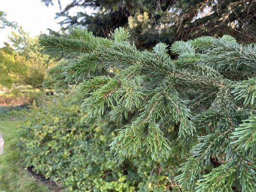 Abies Nordmanniana 'tortifolia' - View 27 from www redcrocus com
