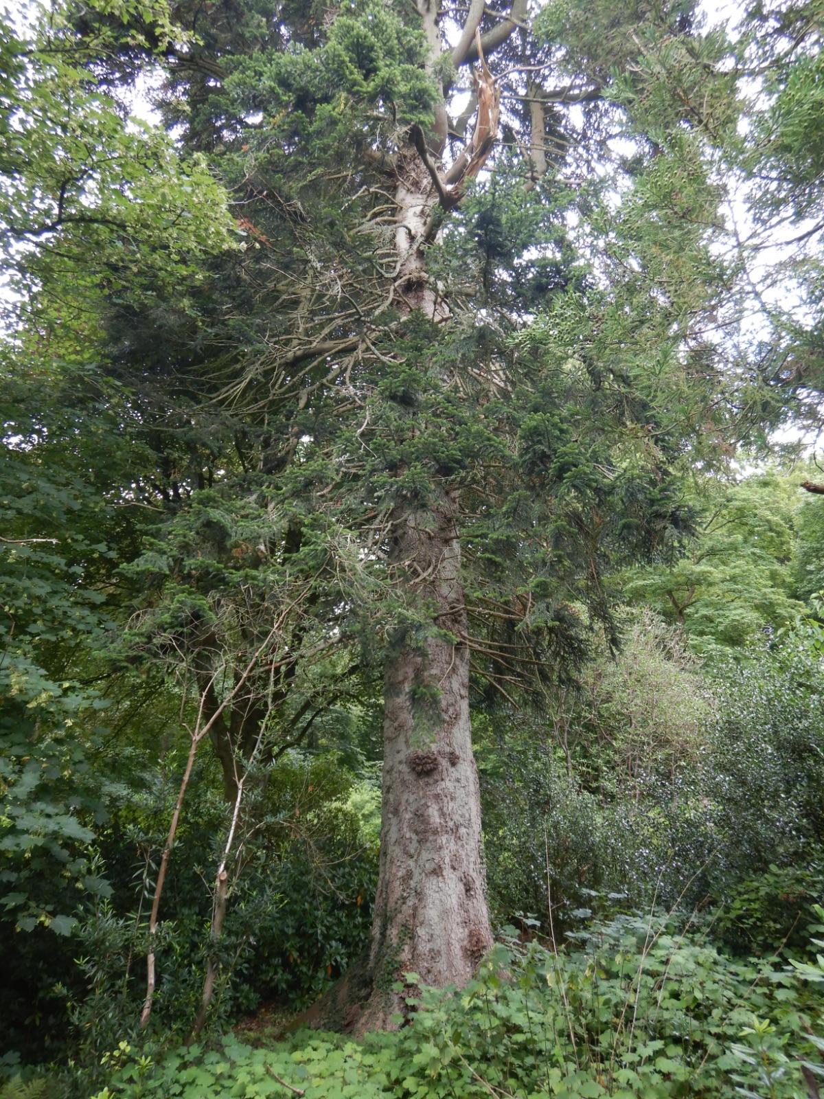 Abies Nordmanniana 'tortifolia' - View 28 from www redcrocus com
