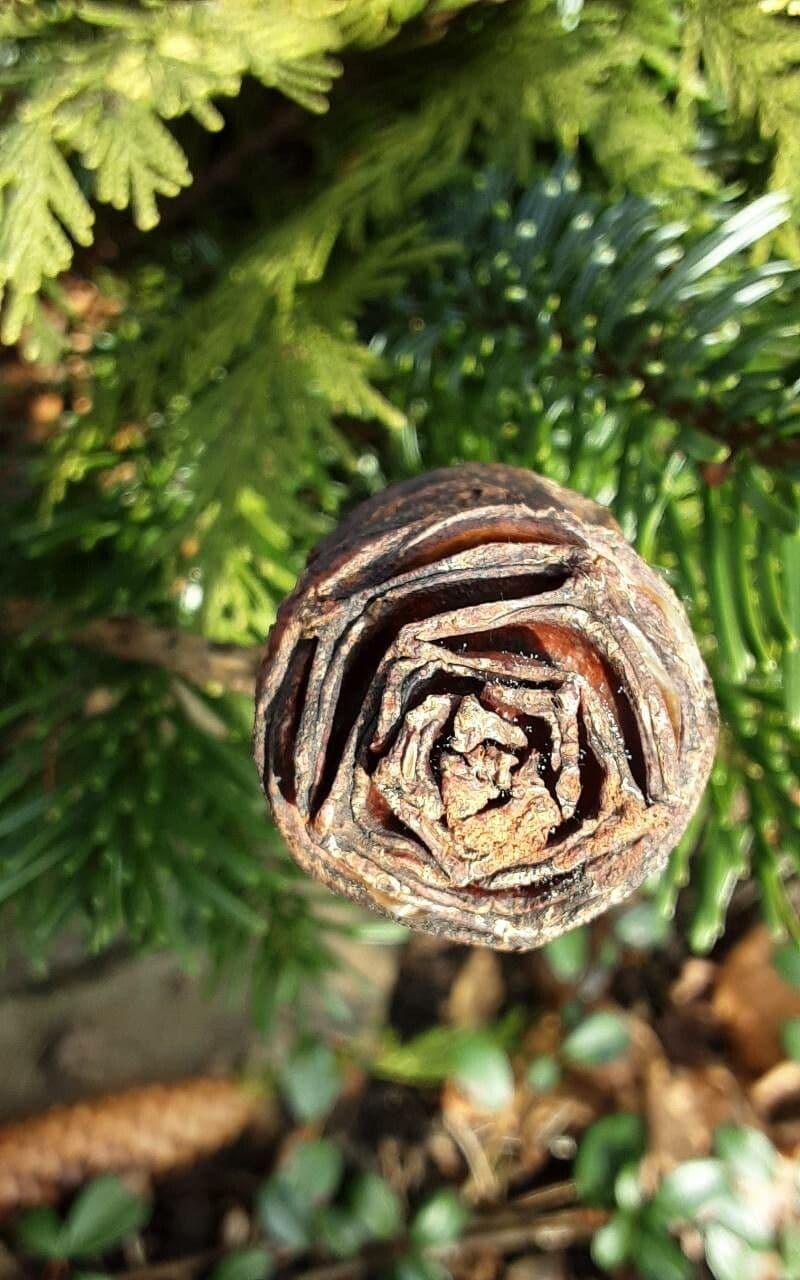 Abies Nordmanniana 'tortifolia' - View 29 from www redcrocus com