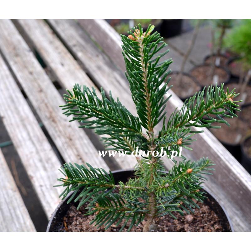Abies Nordmanniana 'tortifolia' - View 33 from www redcrocus com