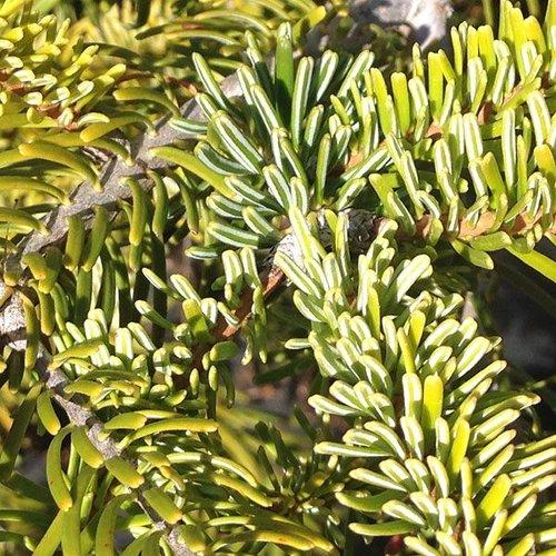 Abies Nordmanniana 'tortifolia' - View 3 from www redcrocus com