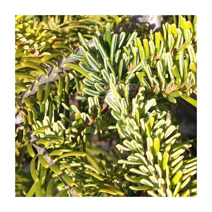 Abies Nordmanniana 'tortifolia' - View 4 from www redcrocus com